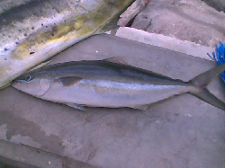 Elagatis bipinnulata, Salmon 45 cm calubcub 1 san juan batangas.jpg